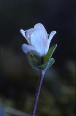Hepatica nobilis, 29 d�cembre 2002, Holzart� (64)