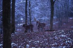  , 11 janvier 2003, Salies de B�arn (64)