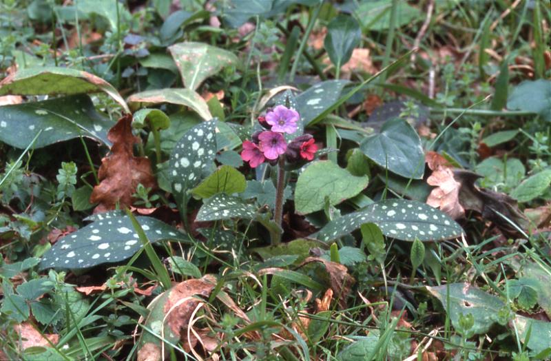Pulmonaria affinis, 22 f�vrier 2001, Salies de B�arn (64)