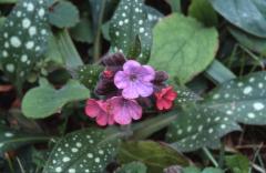 Pulmonaria affinis, 22 f�vrier 2003, Salies de B�arn (64)