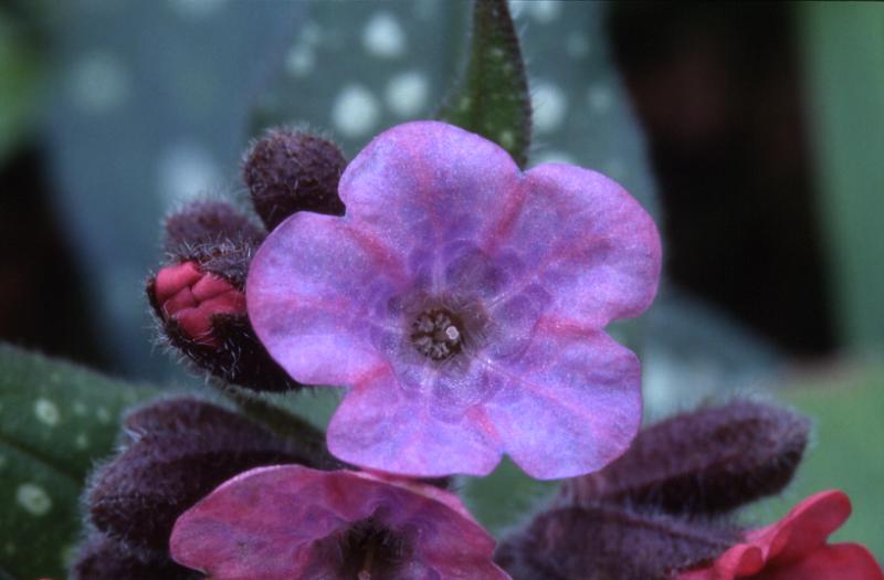 Pulmonaria affinis, 22 f�vrier 2003, Salies de B�arn (64)