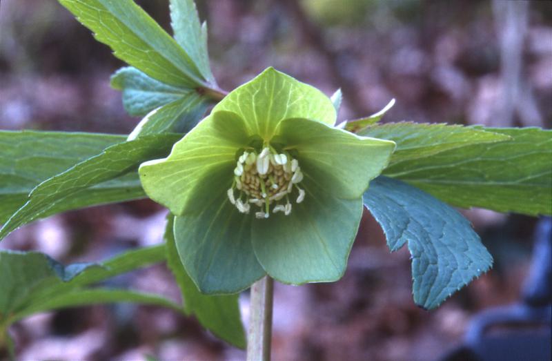 Helleborus viridis, 22 f�vrier 2003, Salies de B�arn (64)