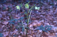 Helleborus viridis, 4 mars 2003, Salies de B�arn (64)