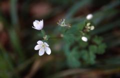 Isopyrum thalictroides, 15 mars 2003, Holzart� (64)