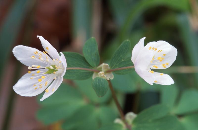 Isopyrum thalictroides, 15 mars 2003, Holzart� (64)