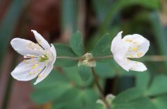 Isopyrum thalictroides, 15 mars 2003, Holzart� (64)