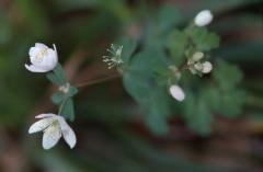 Isopyrum thalictroides, 15 mars 2003, Holzart� (64)