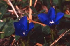 Gentiana verna, 15 mars 2003, Holzart� (64)