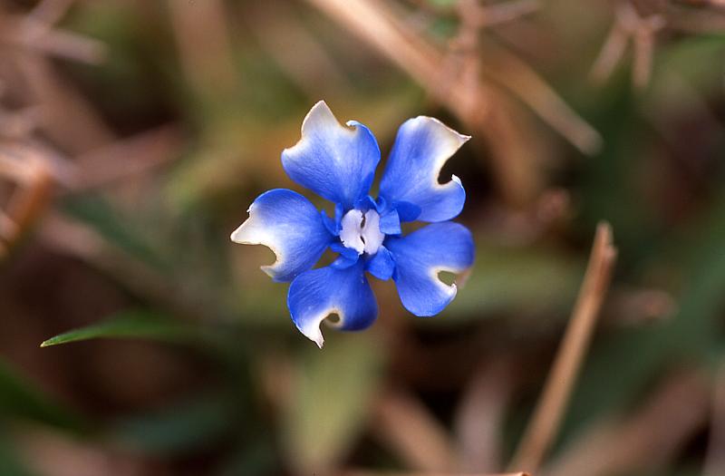Gentiana verna, 15 mars 2003, Holzart� (64)
