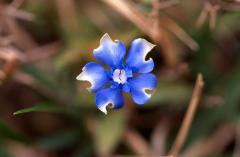 Gentiana verna, 15 mars 2003, Holzart� (64)
