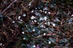 Hepatica nobilis, 15 mars 2003, Holzart� (64)