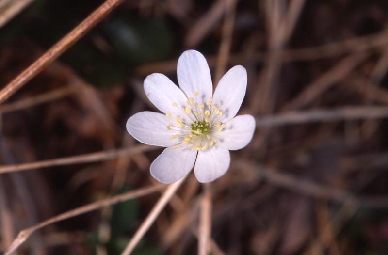 Hepatica nobilis, 15 mars 2003, Holzart� (64)
