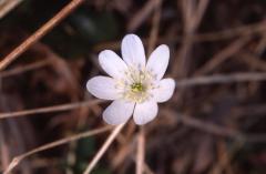Hepatica nobilis, 15 mars 2003, Holzart� (64)