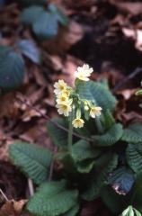 Primula elatior, 15 mars 2003, Holzart� (64)
