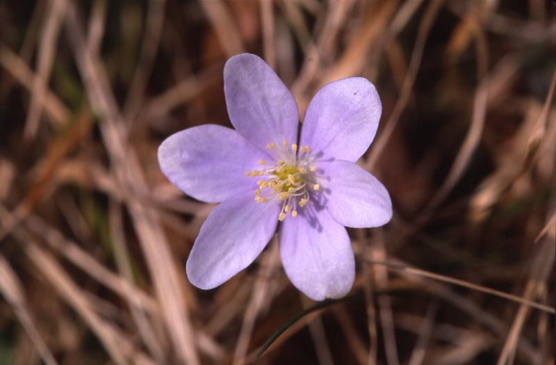 Hepatica nobilis, 15 mars 2003, Holzart� (64)
