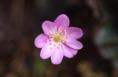Hepatica nobilis, 15 mars 2003, Holzart� (64)