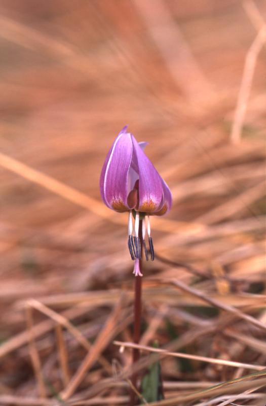 Erythronium dens-canis, 14 mars 2003, Holzart� (64)