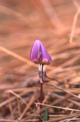 Erythronium dens-canis, 14 mars 2003, Holzart� (64)