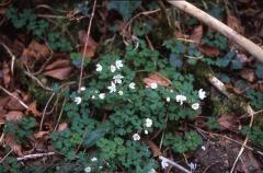 Isopyrum thalictroides, 15 mars 2003, Holzart� (64)