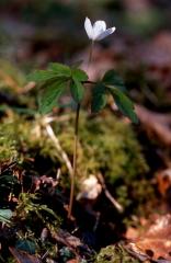 Anemone nemorosa, 16 mars 2003, Salies de B�arn (64)