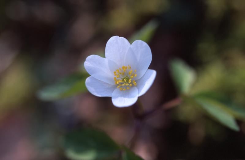 Anemone nemorosa, 16 mars 2003, Salies de B�arn (64)