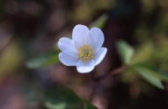 Anemone nemorosa, 16 mars 2003, Salies de B�arn (64)