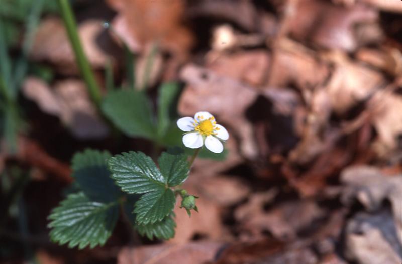 Fragaria vesca, 16 mars 2003, Salies de B�arn (64)