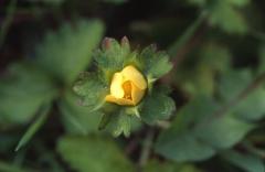 Duchesnea indica, 31 mars 2003, Salies de B�arn  (64)