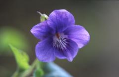 Viola riviniana, 10 avril 2003, Salies de B�arn (64)