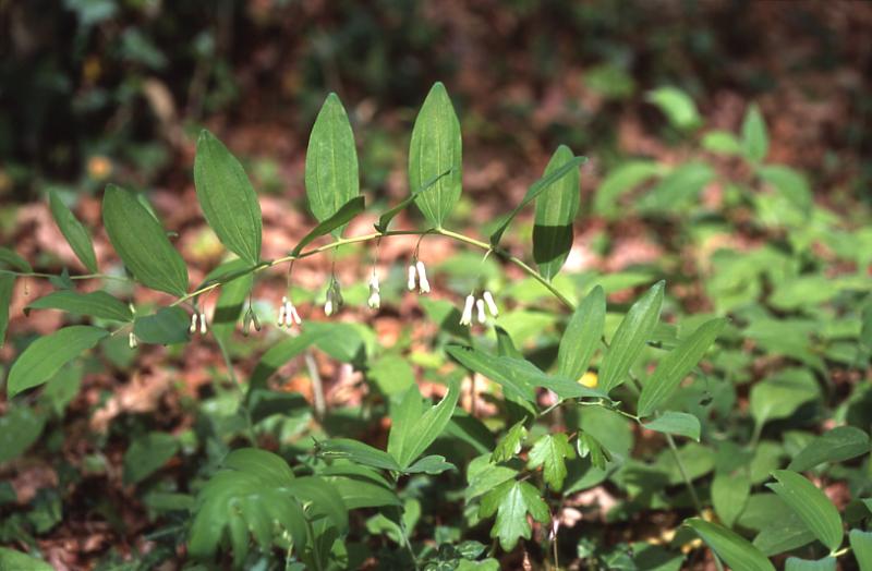 Polygonatum multiflorum, 15 avril 2003, Salies de B�arn (64)