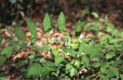 Polygonatum multiflorum, 15 avril 2003, Salies de B�arn (64)