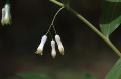 Polygonatum multiflorum, 15 avril 2003, Salies de B�arn (64)