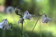 Aquilegia vulgaris, 21 avril 2003, Salies de B�arn (64)