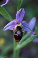 Ophrys scolopax, 29 avril 2003, Salies de B�arn (64)