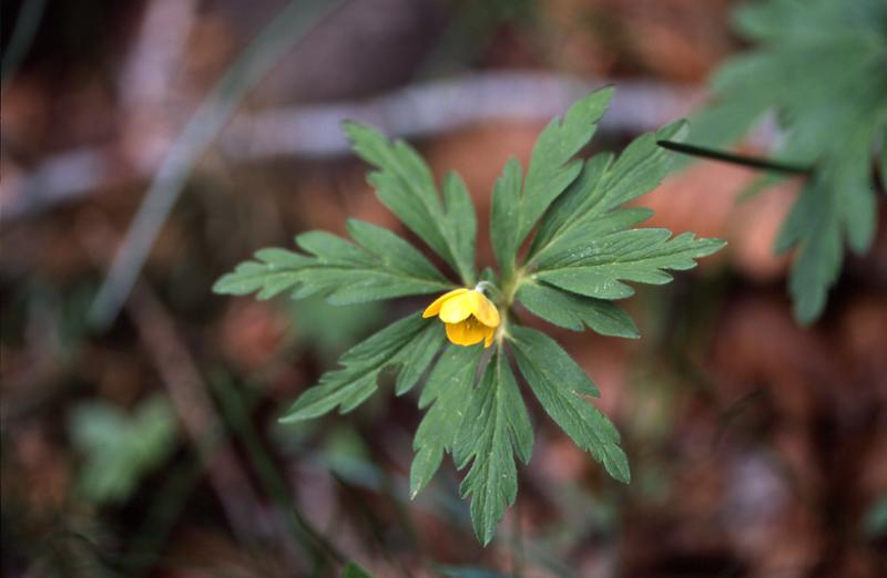 Anemone ranunculo�des, 1 mai 2003, Bious Artigues (64)