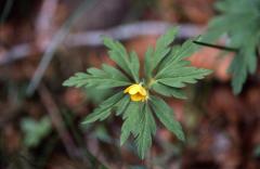 Anemone ranunculo�des, 1 mai 2003, Bious Artigues (64)