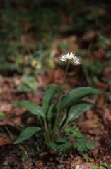 Allium ursinum, 2 mai 2003, Holzart� (64)