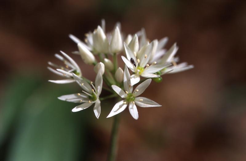 Allium ursinum, 2 mai 2003, Holzart� (64)