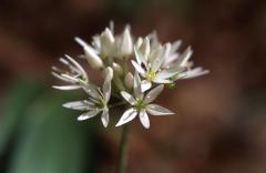 Allium ursinum, 2 mai 2003, Holzart� (64)