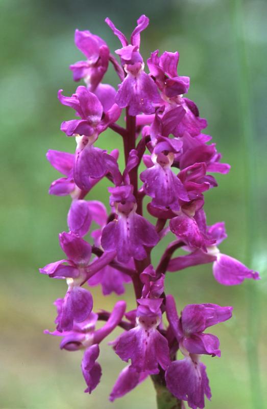 Orchis mascula, 2 mai 2003, Holzart� (64)