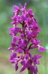 Orchis mascula, 2 mai 2003, Holzart� (64)