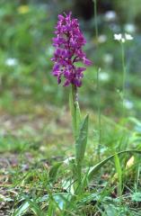 Orchis mascula, 2 mai 2003, Holzart� (64)