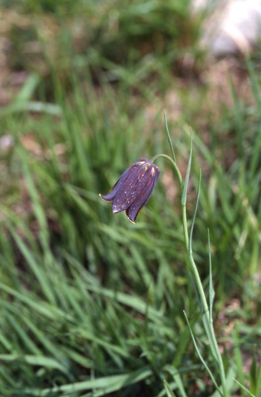 Fritillaria pyrena�ca, 2 mai 2003, Holzart� (64)