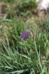 Fritillaria pyrena�ca, 2 mai 2003, Holzart� (64)