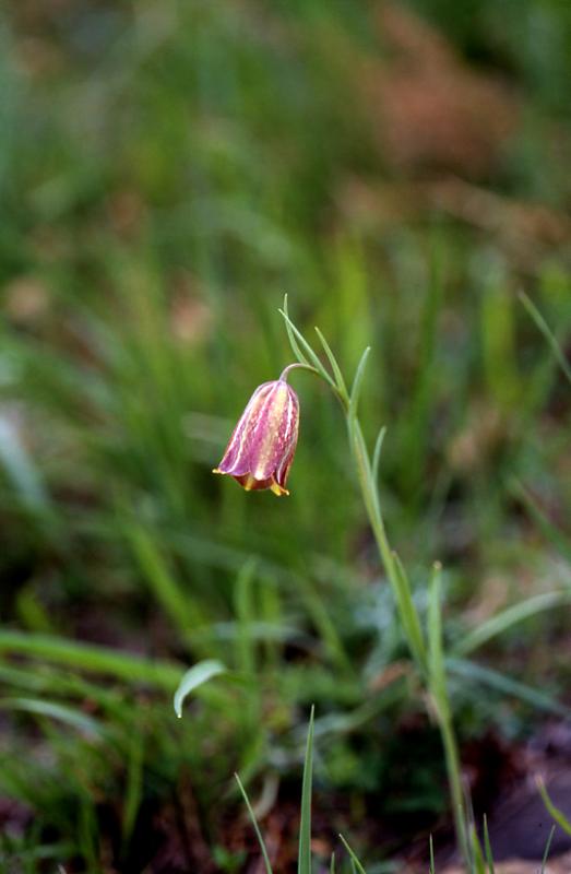 Fritillaria pyrena�ca, 2 mai 2003, Holzart� (64)