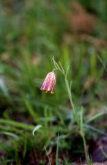 Fritillaria pyrena�ca, 2 mai 2003, Holzart� (64)