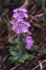 Primula farinosa, 2 mai 2003, Holzart� (64)