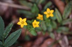 Lysimachia nemorum, 2 mai 2003, Holzart� (64)