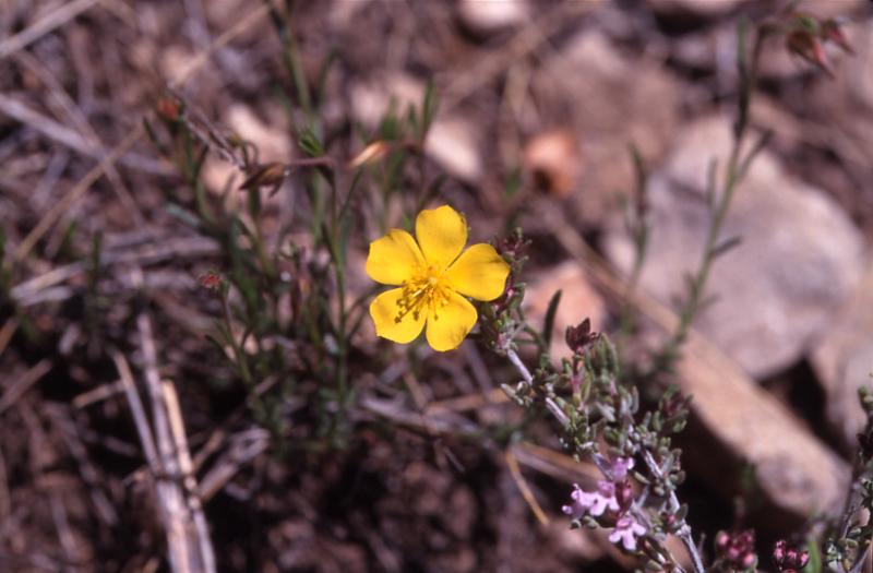 Fumana erico�des, 3 mai 2003, Vadiello (Aragon)