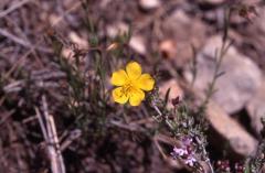 Fumana erico�des, 3 mai 2003, Vadiello (Aragon)